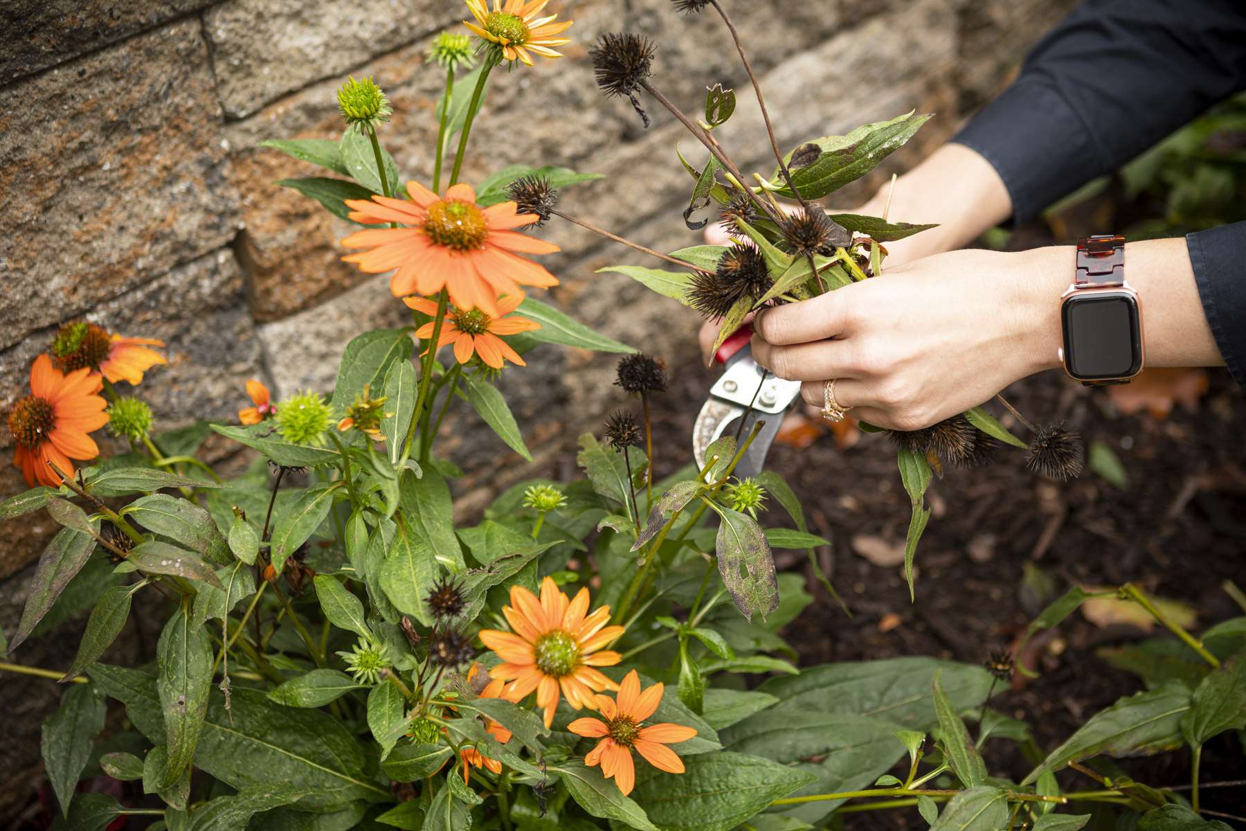 landscape technician hand-pruning an echinacea plant