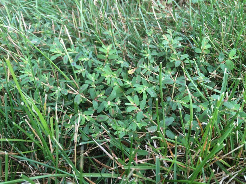 Nutsedge weed in grass