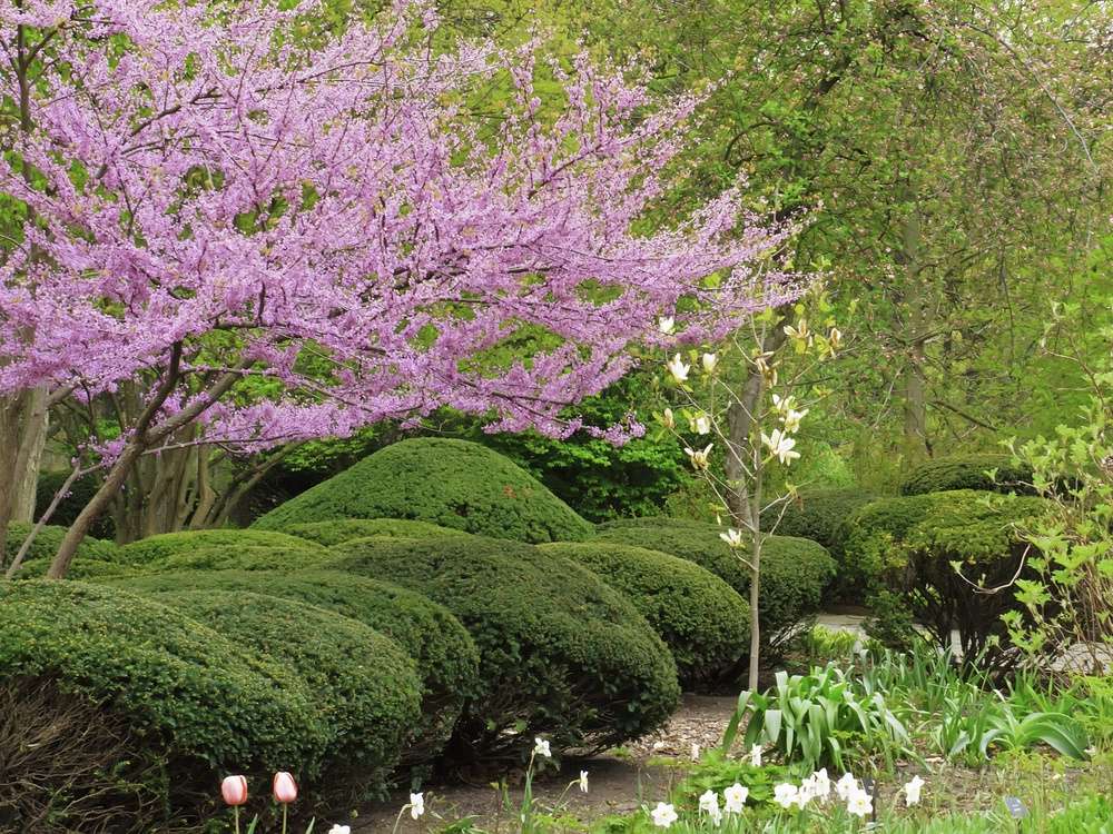 Spring at a glance Detail of formal garden with pink flowering Eastern redbud (botanical name Cercis canadensis) and trimmed shrubs, northern Illinois in April