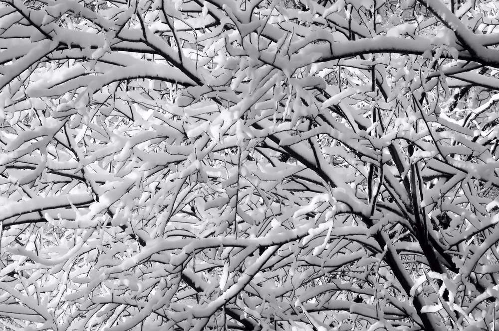 snow and ice on tree branches