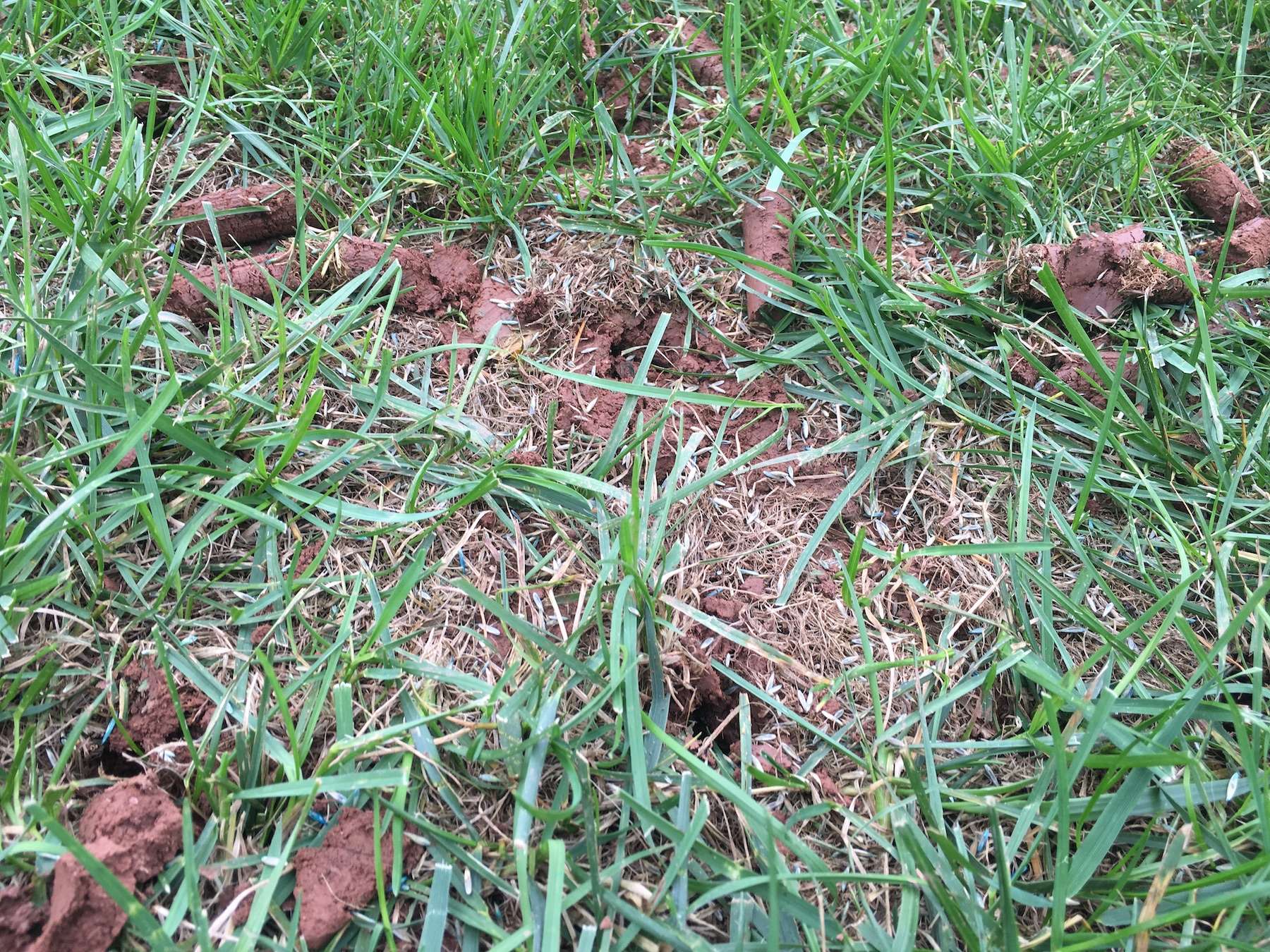 lawn aeration plugs laying in grass with grass seed