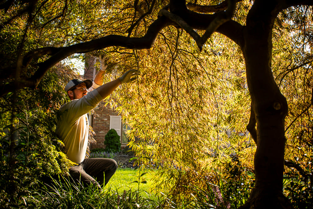 plant health care technician inspecting a small tree canopy