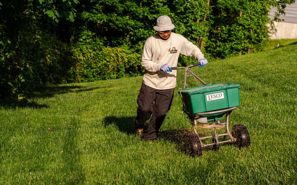 lawn care technician applying granular fertilizer to a lawn with a spreader