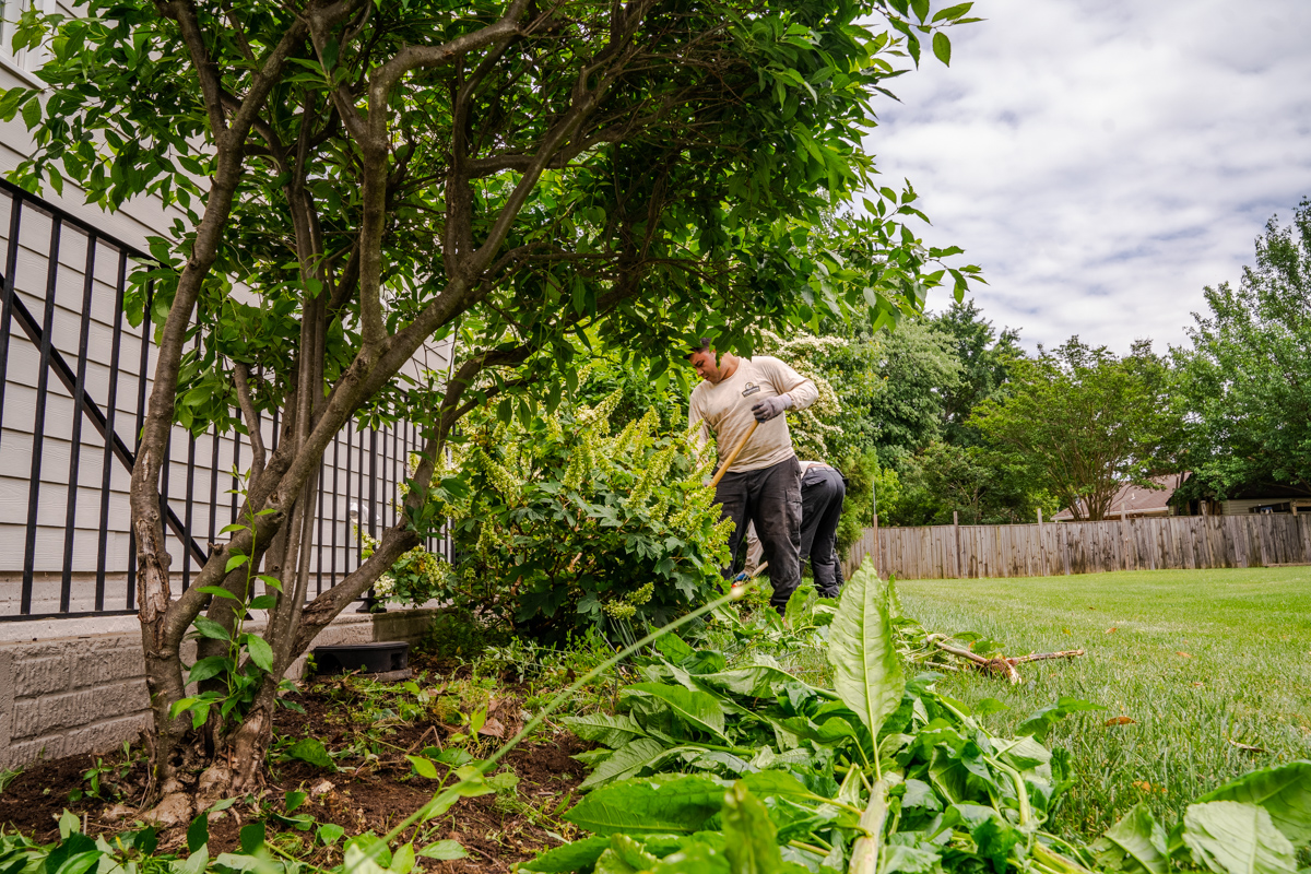 landscape maintenance technicians clearing weeds and debris from a foundation planting bed