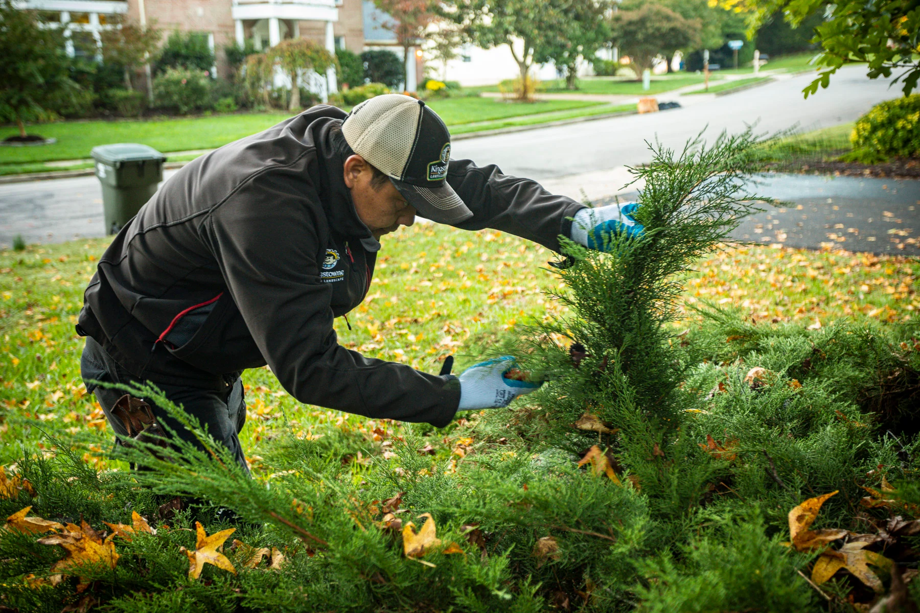 landscape maintenance technician pruning a juniper evergreen shrub