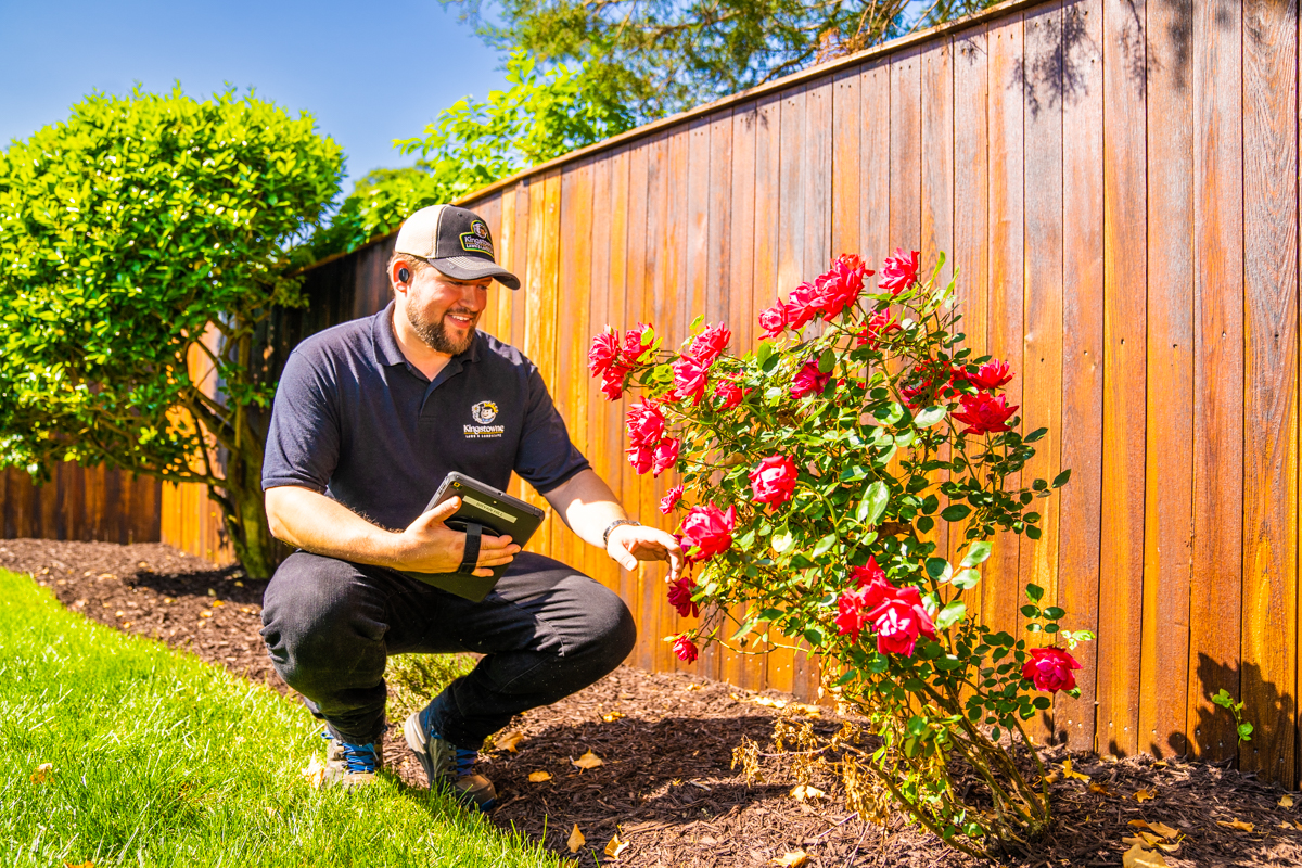 landscape expert inspects flowers for Japanese beetles 