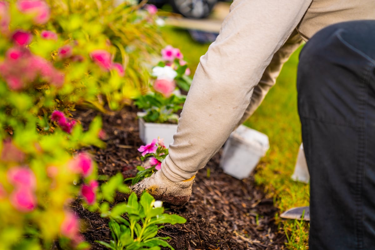 landscape professional plants flowers in mulch landscape bed