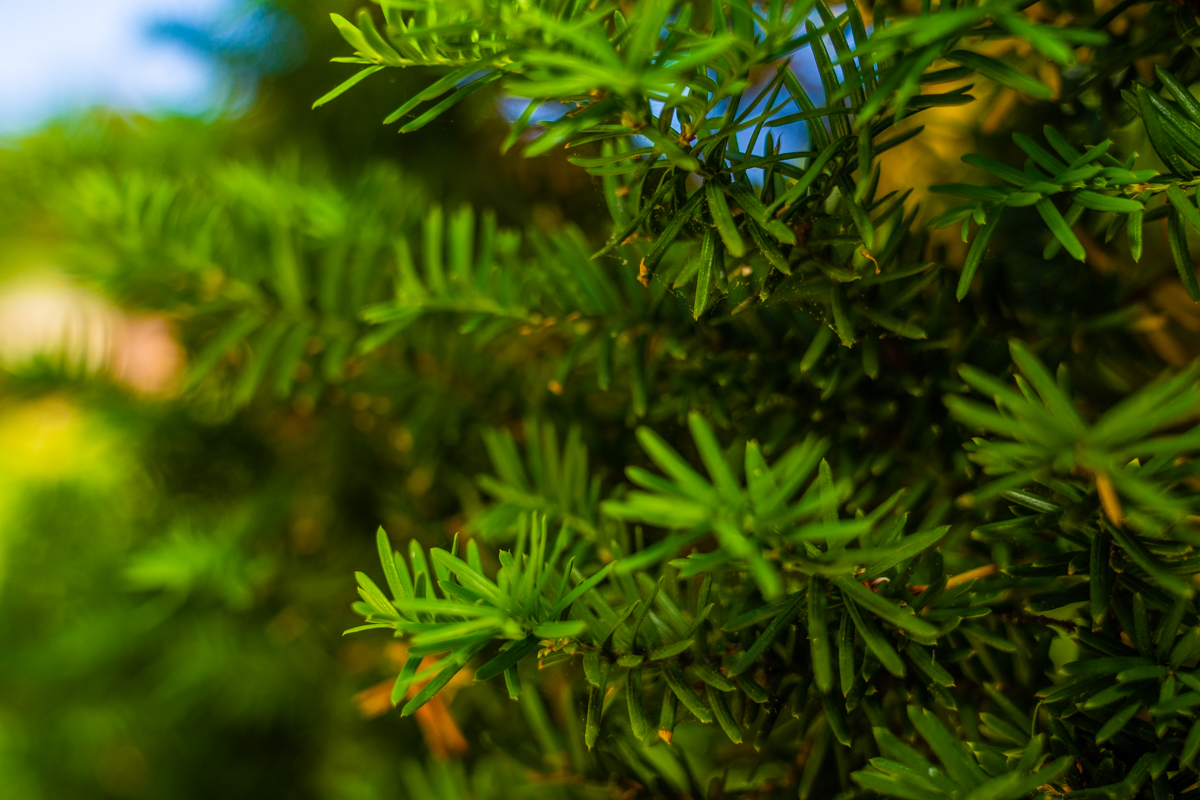 evergreen conifer shrub in a northern virginia landscape