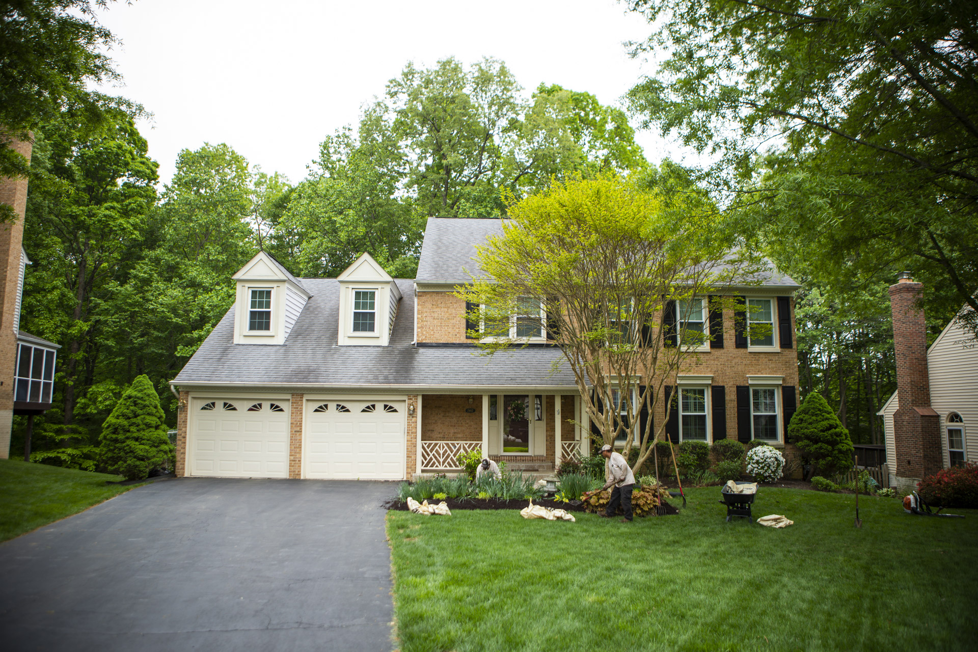 Landscapers treating evergreen shrubs