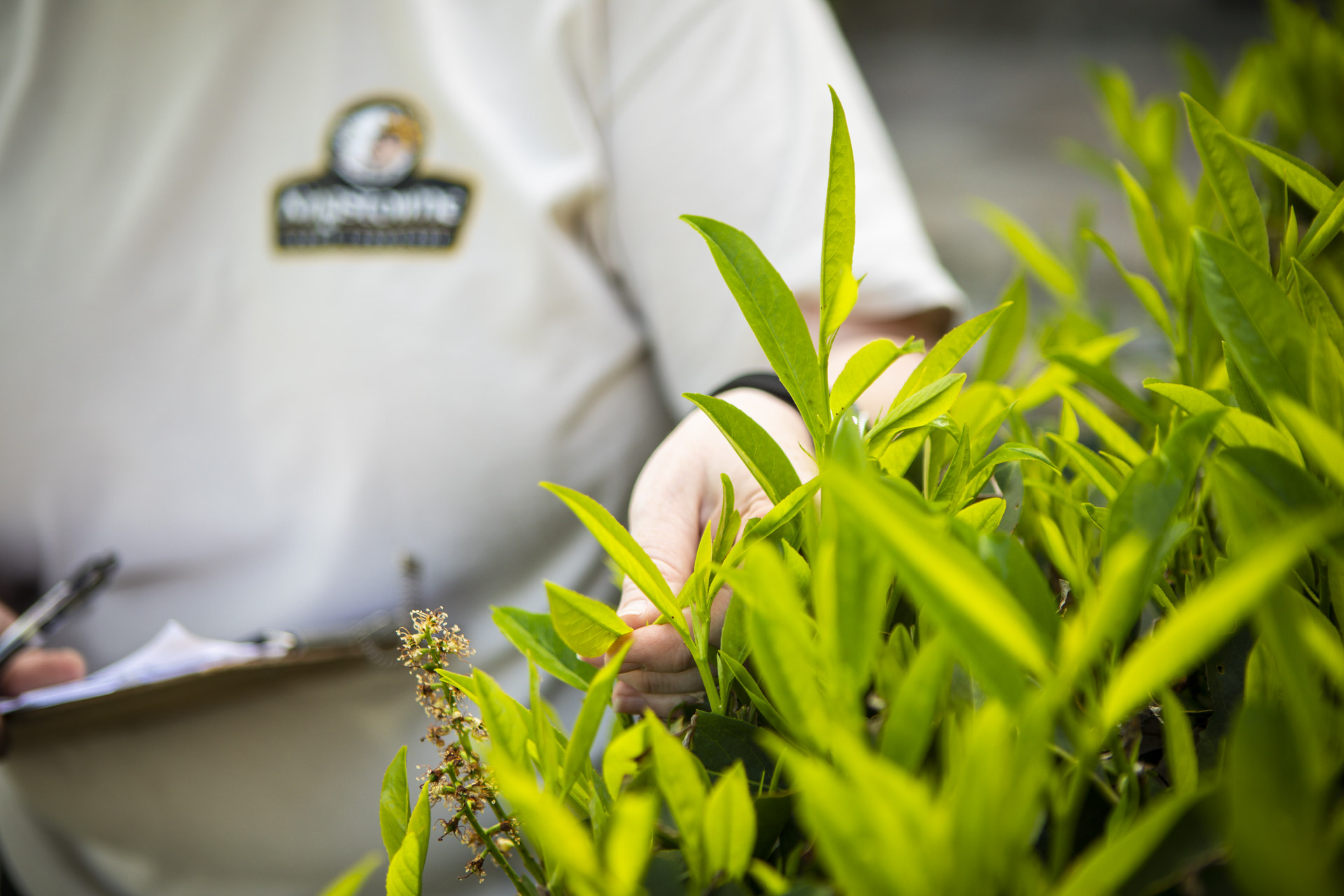 bamboo plant to buy Phyllostachys Nigra Black Bamboo