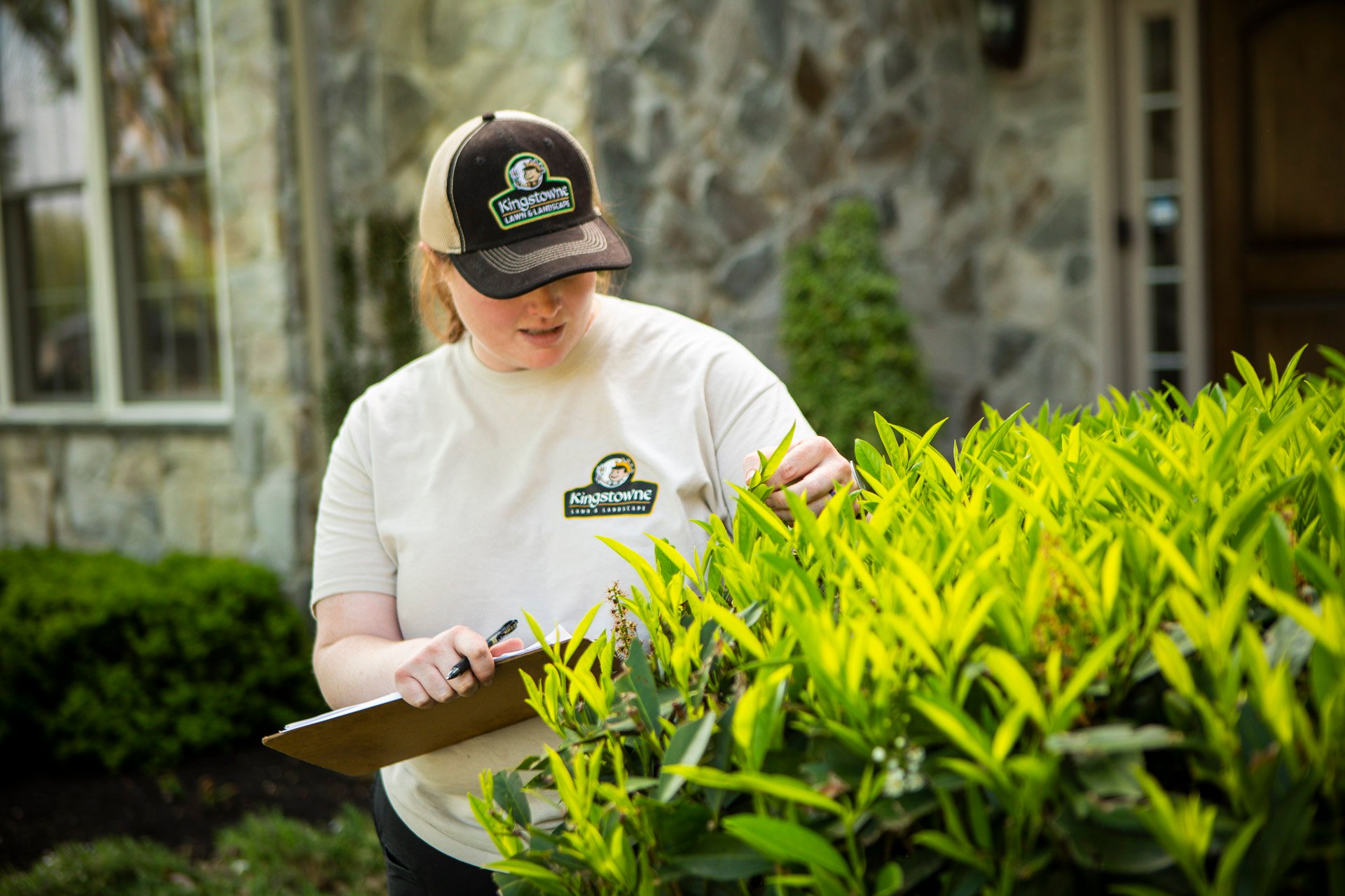 plant health care expert inspects leaves on shrubs
