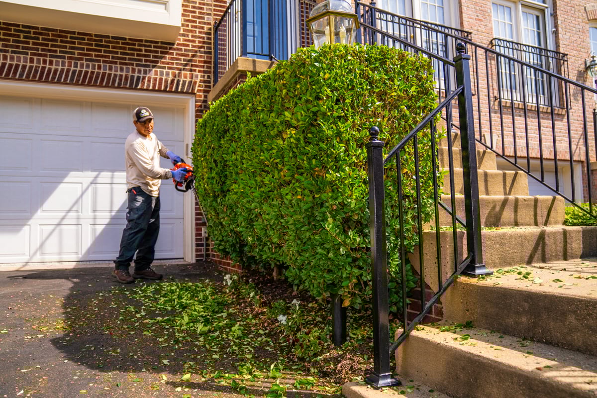 landscape maintenance team member pruning a hedge in front of a nice alexandria va home