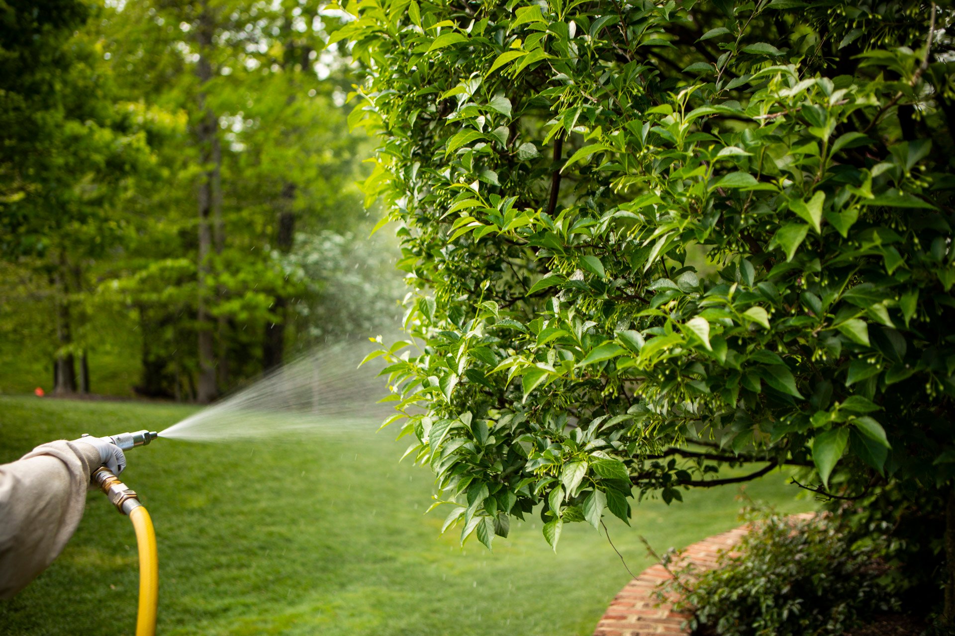 landscape maintenance team spraying an evergreen before winter