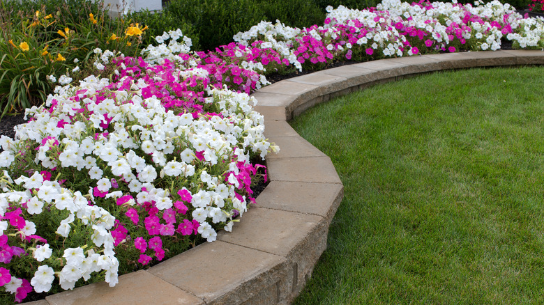 flowers in residential bed