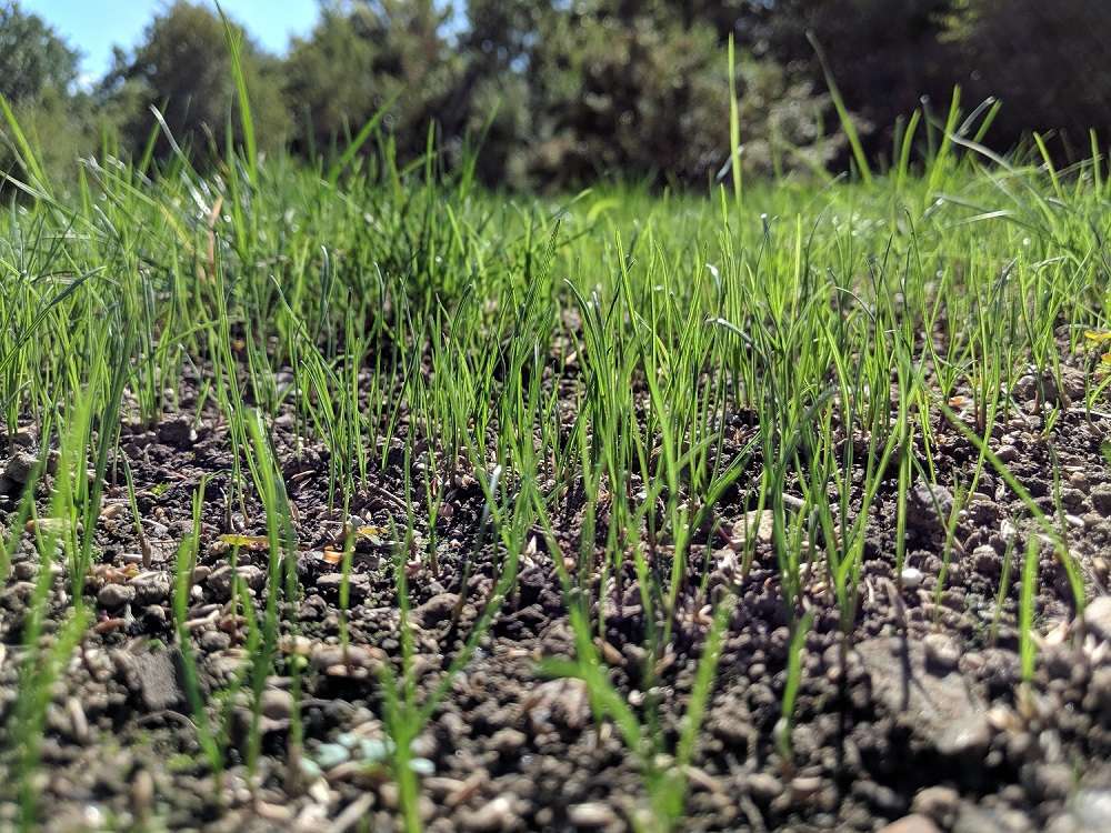 Grass germination after lawn seeding