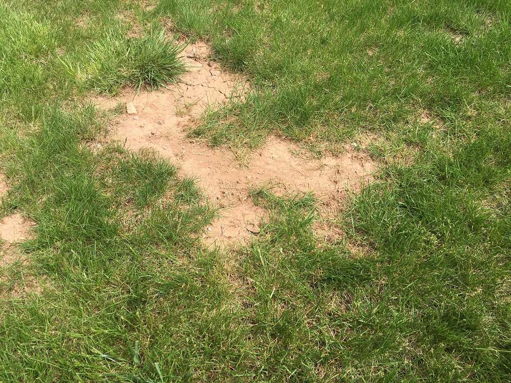 Bare spot of soil in lawn