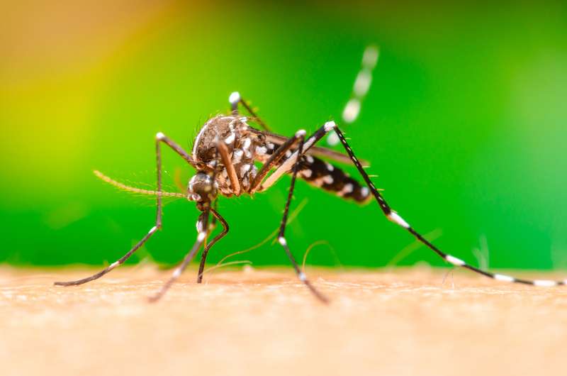 Mosquito in Virginia