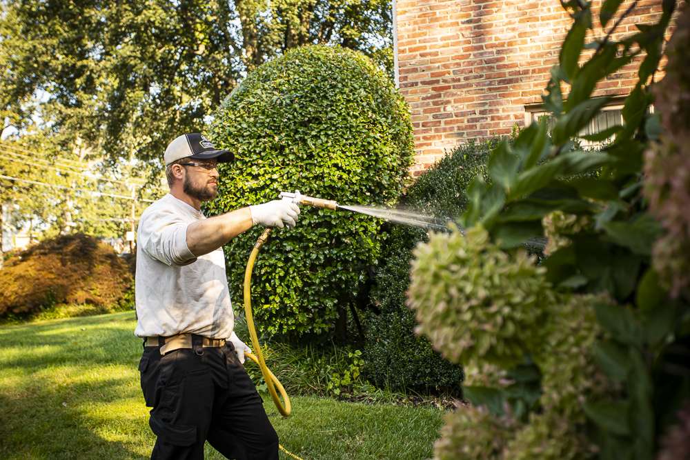 Pest control team spraying shrubs for pests