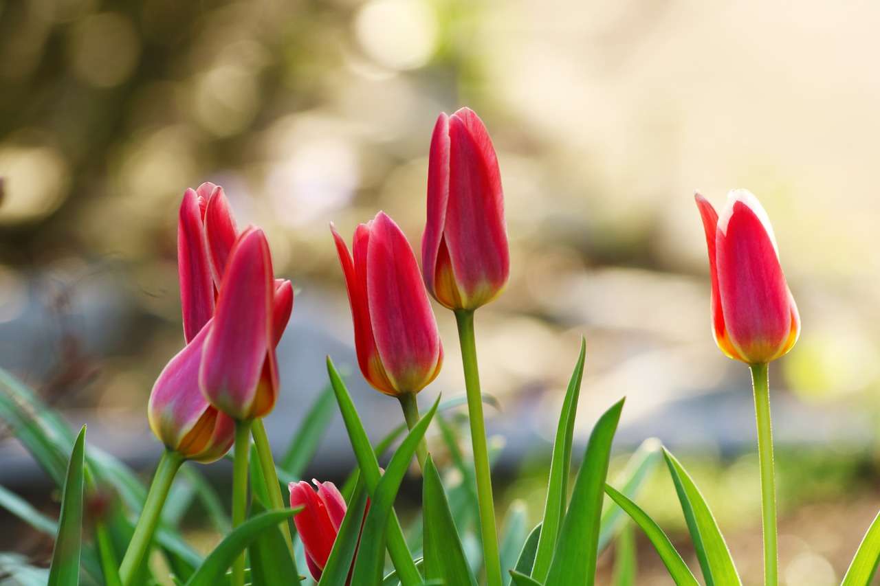 tulips-3344966_1280